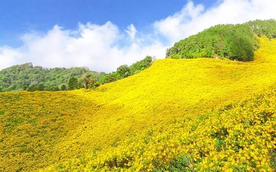 Mùa Hoa Dã Quỳ Lâm Đồng